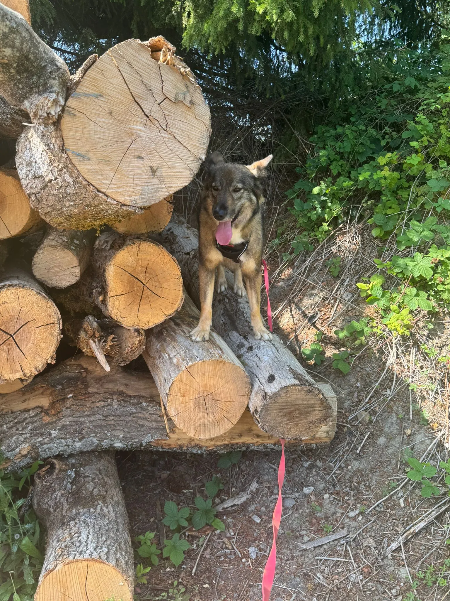 A dog is standing on a pile of logs.
