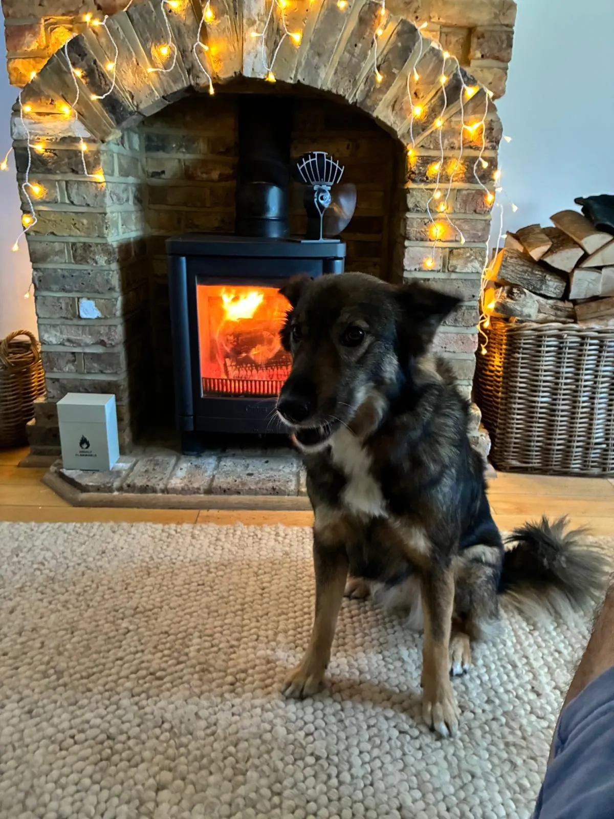 A dog sitting in front of a fire place.