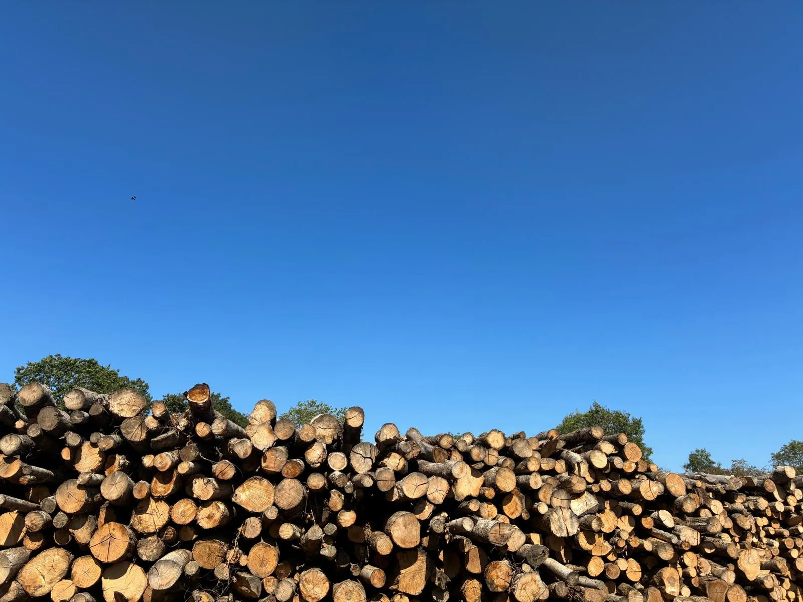 A large pile of logs sitting on top of a field.